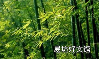 竹子放在哪里风水好 室内放竹子风水