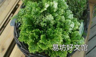 九死还魂草怎么养 九死还魂草养在家里好吗?