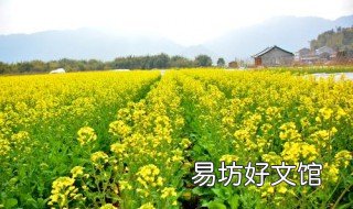 油菜种植 油菜种植间距与行距是多少