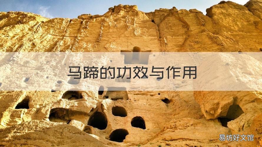 马蹄的功效与作用 马蹄金的功效与作用