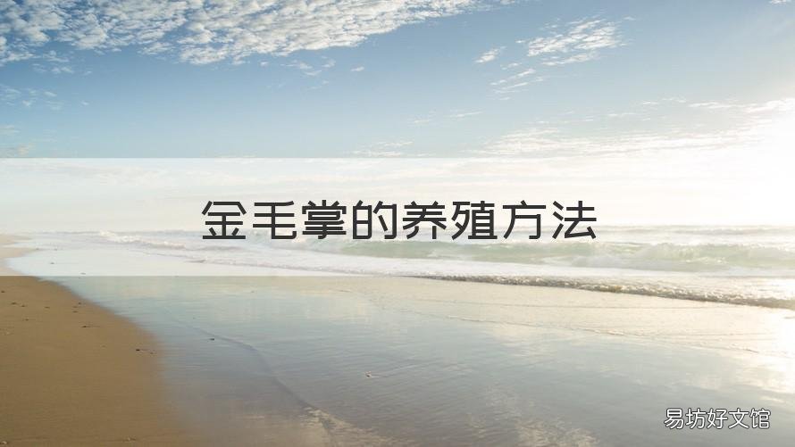 金毛掌的养殖方法 金毛掌怎样长好看