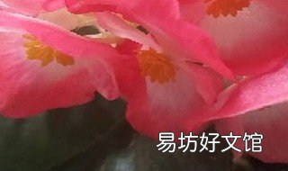 四季海棠黄叶如何处理 四季海棠黄叶如何处理好