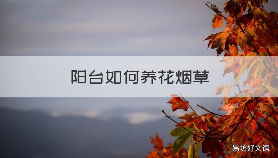 阳台如何养花烟草 烟草可以养花吗
