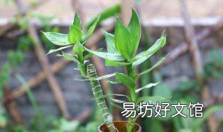 四季挂黄叶如何解决 四季桂黄叶怎么办