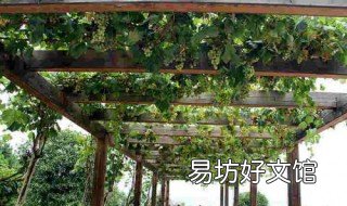 庭院葡萄架搭建方法 庭院葡萄架搭建方法图