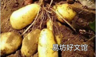 转基因蔬菜有哪些 哪些蔬菜是转基因的