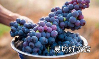 晚上吃葡萄有什么好处 晚上吃葡萄有什么作用