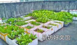 泡沫箱种菜 泡沫箱种菜打孔的图片