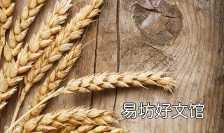 钓鱼小麦绝密配方 自制小麦钓鲫鱼的饵料配方