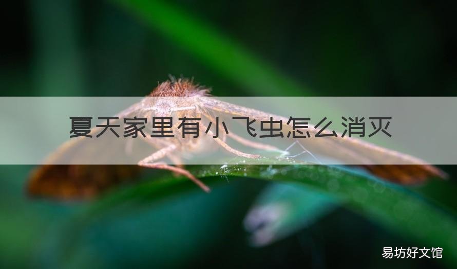 夏天家里有小飞虫怎么消灭 冬天家里有小飞虫怎么消灭