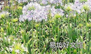 百子莲如何进行栽种 百子莲可以盆栽吗