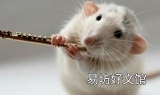 96鼠的几月生好 96鼠生什么宝宝好