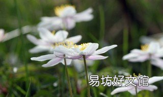 如何解决银莲花黄叶 银莲花黄叶是怎么了