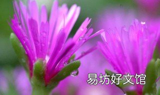 松叶菊黄叶如何解决 菊花黄叶怎么处理