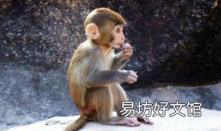 92年猴一生命运 92年猴一生运势如何