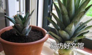 凤梨盆栽养殖方法 凤梨盆栽养殖方法视频