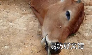 死不瞑目的意思 死不瞑目意思是什么的反义词