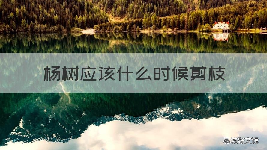 杨树应该什么时候剪枝 新种的杨树什么时候剪枝