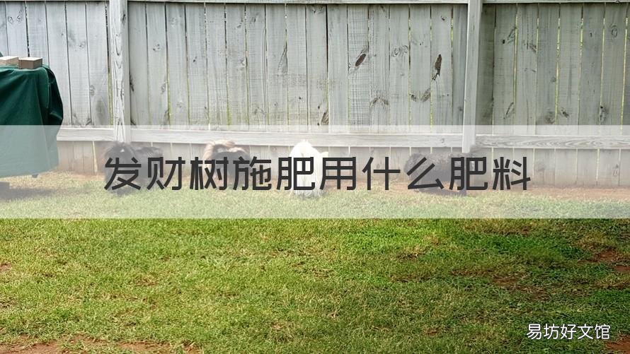 发财树施肥用什么肥料 发财树可以用什么施肥