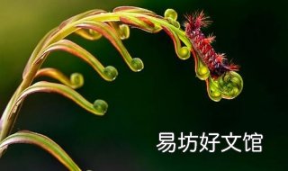 闪光灯微距拍摄技巧 拍微距用补光灯还是闪光灯