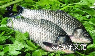 鲫鱼怎么做好吃——红烧 红烧鲫鱼怎么弄