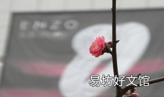 移花接木什么意思 移花接木什么意思啊?造句