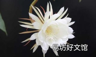昙花一现的意思 昙花一现的意思是说昙花开放的时间极短