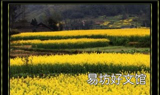 油菜花是什么意思 梦见黄色油菜花是什么意思