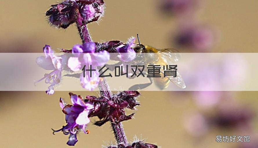 什么叫双重肾 双肾重复肾有什么影响