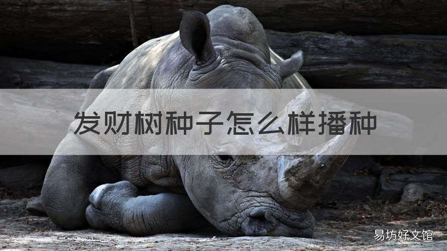 发财树种子怎么样播种 发财树种子播种方法