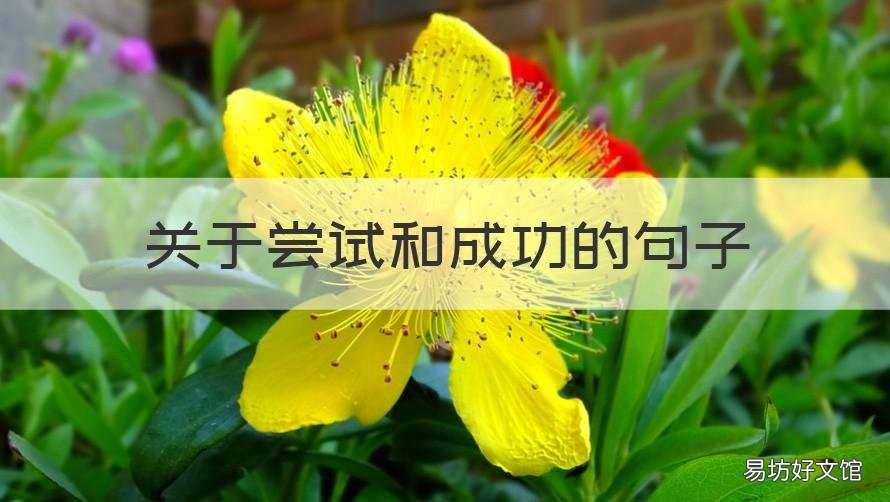 关于尝试和成功的句子 关于尝试和成功的句子摘抄