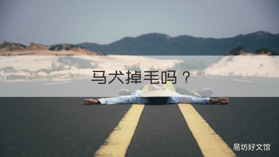 马犬掉毛吗 马犬什么时候退毛