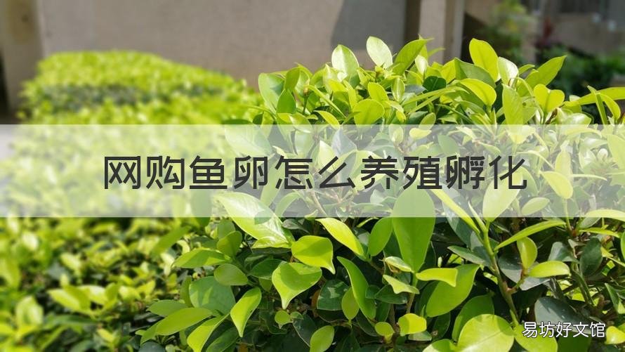 网购鱼卵怎么养殖孵化 产卵鱼怎么孵化