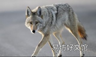 狼子野心的意思 狼心狗肺的意思