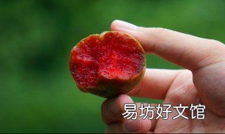 三华李是哪里种植的?有几种品种? 三华李主要产地是哪里