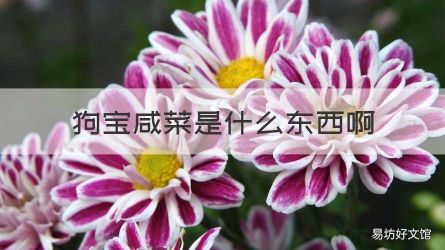 狗宝咸菜是什么东西啊 狗宝咸菜图片