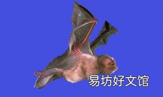 马蹄蝠是什么 蝠鲼是什么动物