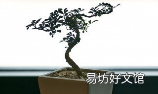 零陵香的功效与作用 零陵香的功效与作用禁忌