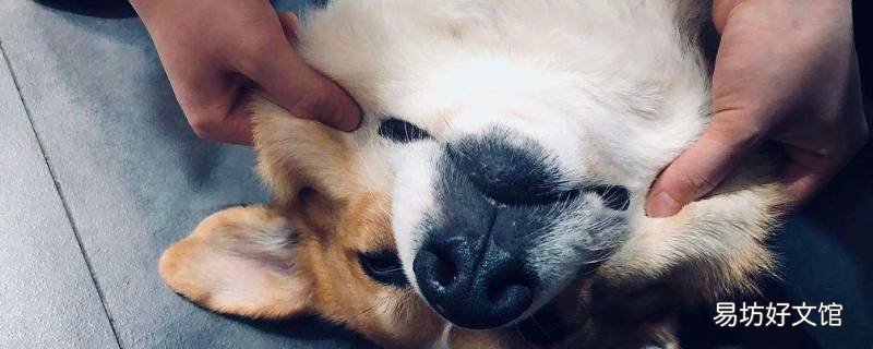 撸狗是什么意思