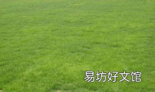 矮生百慕大草坪优缺点 百慕大草坪耐寒吗