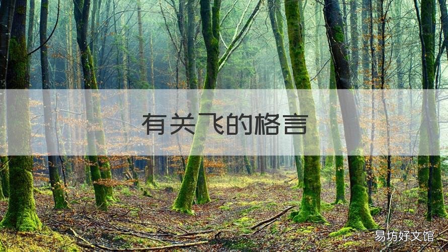 有关飞的格言 有关飞的句子