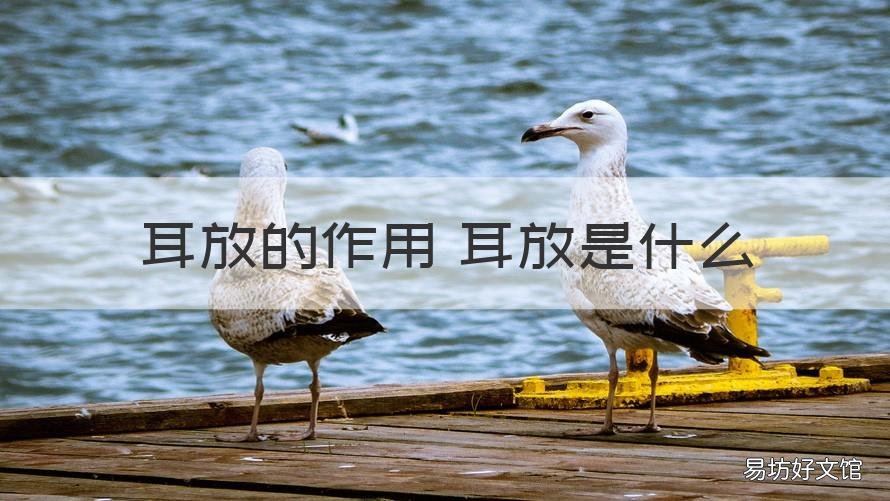 耳放的作用 耳放是什么 耳放的原理