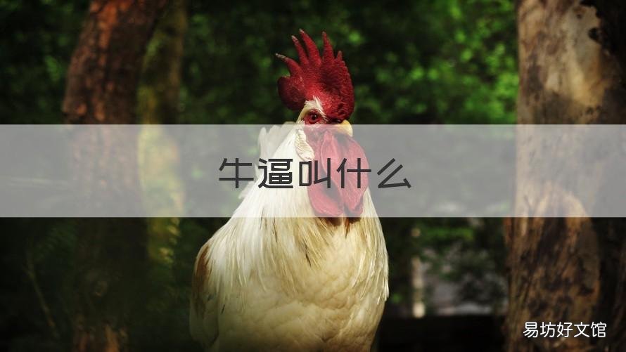 牛逼叫什么 牛b叫什么