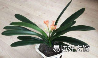 花盆土上面发白是什么 花盆土上面发白是什么原因