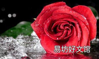 一般修剪花枝使用什么角度比较合适? 枝花怎么修剪
