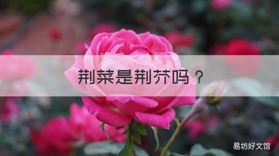 荆菜是荆芥吗 荆芥菜和药用荆芥的区别