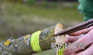 李子树怎么嫁接好 李子树嫁接好几年挂果