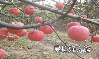 自根砧苹果苗木标准 自根砧矮化密植苹果树苗价格