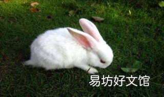 梦见朋友杀兔子是什么意思 梦见看见杀兔子