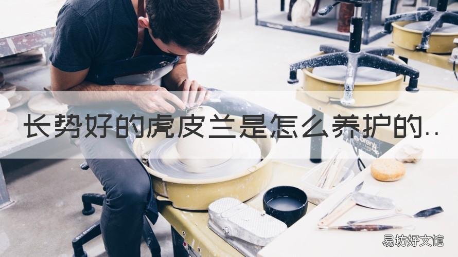 长势好的虎皮兰是怎么养护的 如何养虎皮兰长得快